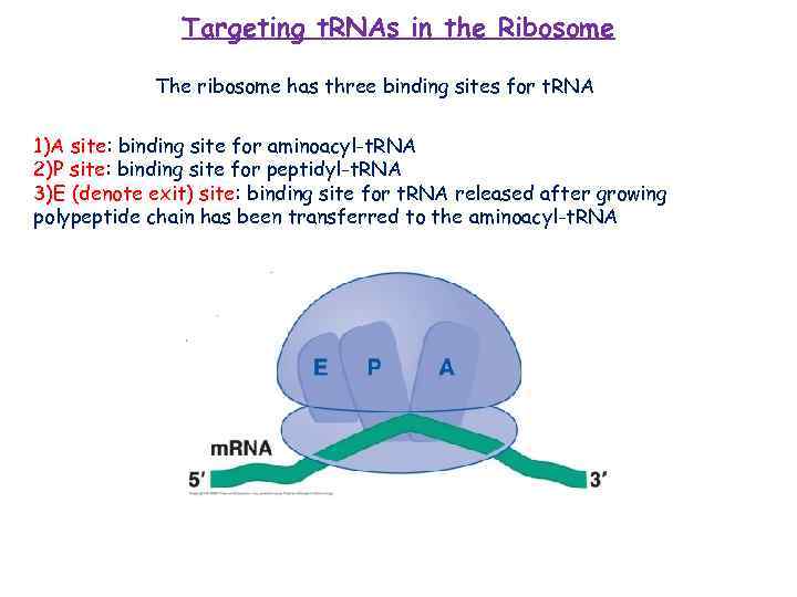 Targeting t. RNAs in the Ribosome The ribosome has three binding sites for t.