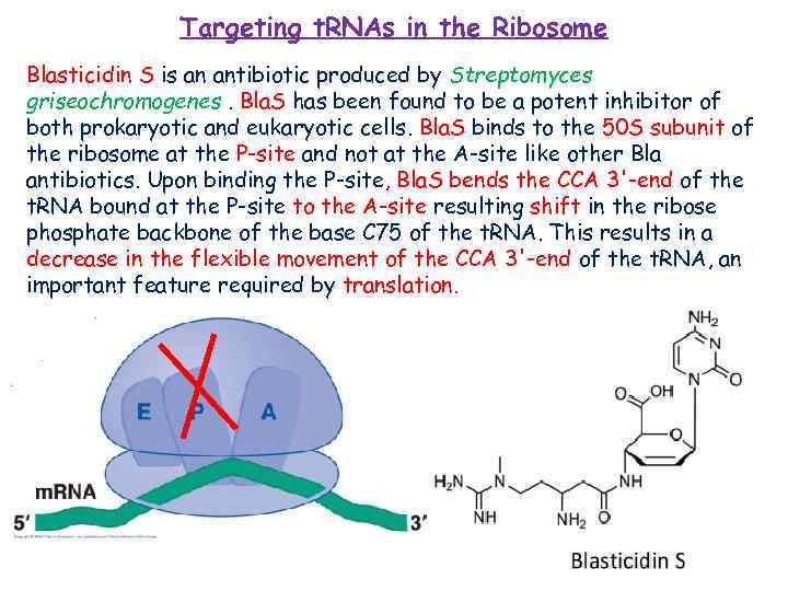 Targeting t. RNAs in the Ribosome Blasticidin S is an antibiotic produced by Streptomyces
