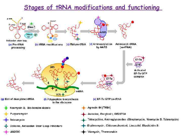 Stages of t. RNA modifications and functioning 