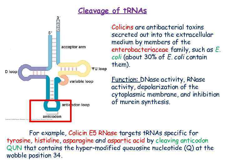 Cleavage of t. RNAs Colicins are antibacterial toxins secreted out into the extracellular medium