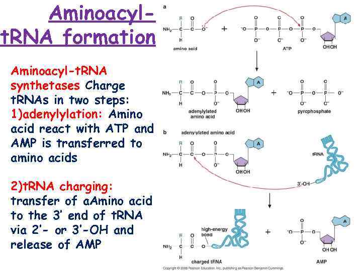 Aminoacylt. RNA formation Aminoacyl-t. RNA synthetases Charge t. RNAs in two steps: 1)adenylylation: Amino