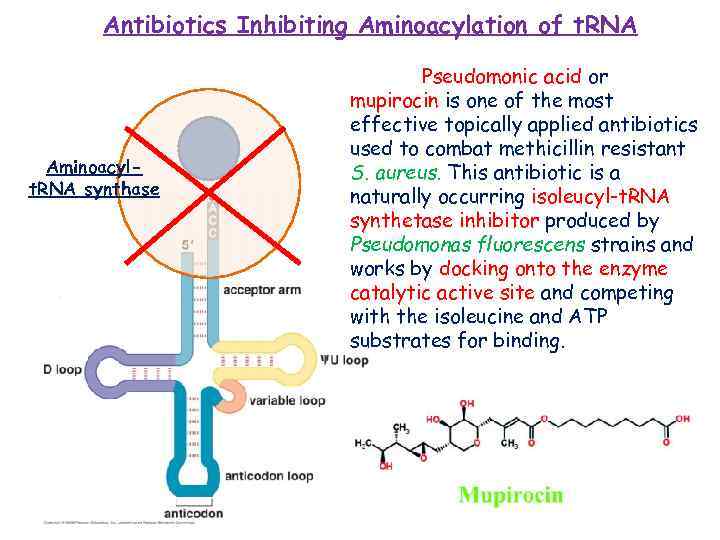 Antibiotics Inhibiting Aminoacylation of t. RNA Aminoacylt. RNA synthase Pseudomonic acid or mupirocin is
