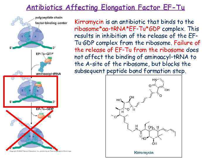 Antibiotics Affecting Elongation Factor EF-Tu Kirromycin is an antibiotic that binds to the ribosome*aa-t.