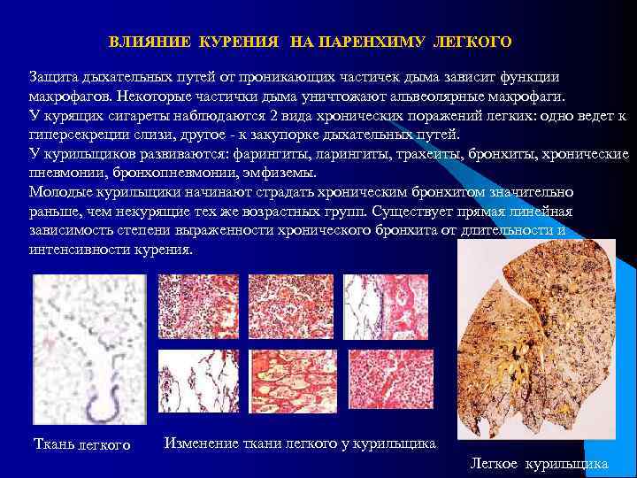 ВЛИЯНИЕ КУРЕНИЯ НА ПАРЕНХИМУ ЛЕГКОГО Защита дыхательных путей от проникающих частичек дыма зависит функции