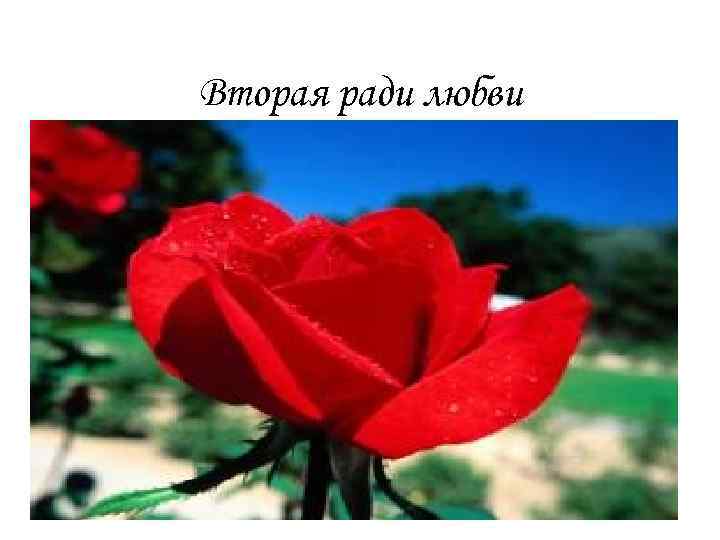 Вторая ради любви 