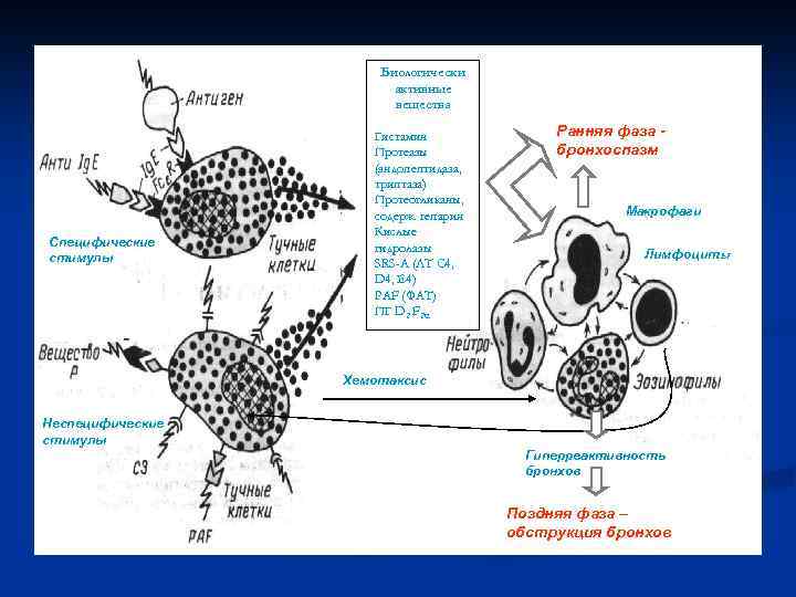 Биологически активные вещества Специфические стимулы Гистамин Протеазы (эндопептидаза, триптаза) Протеогликаны, содерж. гепарин Кислые гидролазы