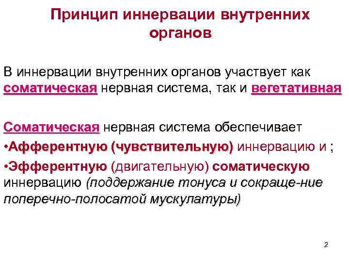 Принцип иннервации внутренних органов В иннервации внутренних органов участвует как соматическая нервная система, так