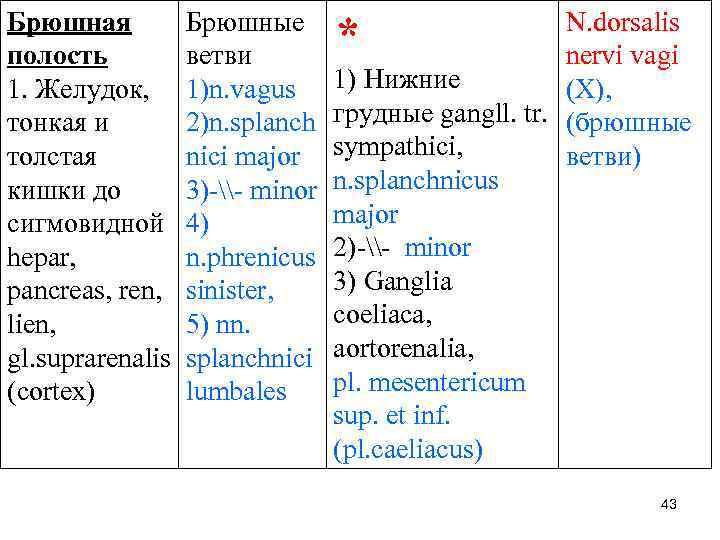 Брюшная полость 1. Желудок, тонкая и толстая кишки до сигмовидной hepar, pancreas, ren, lien,