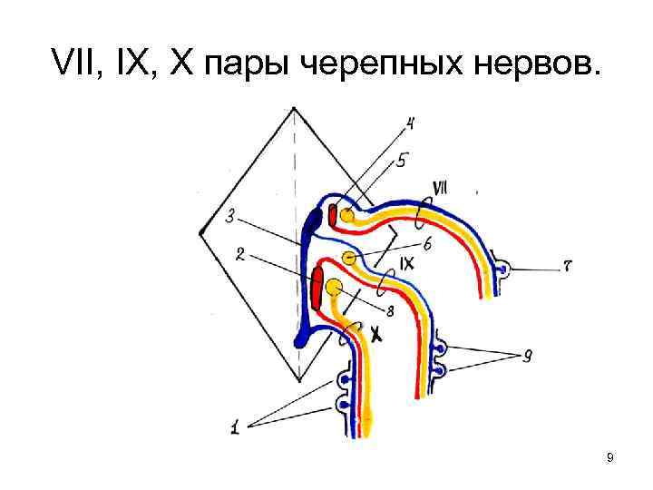 VII, IX, X пары черепных нервов. 9 