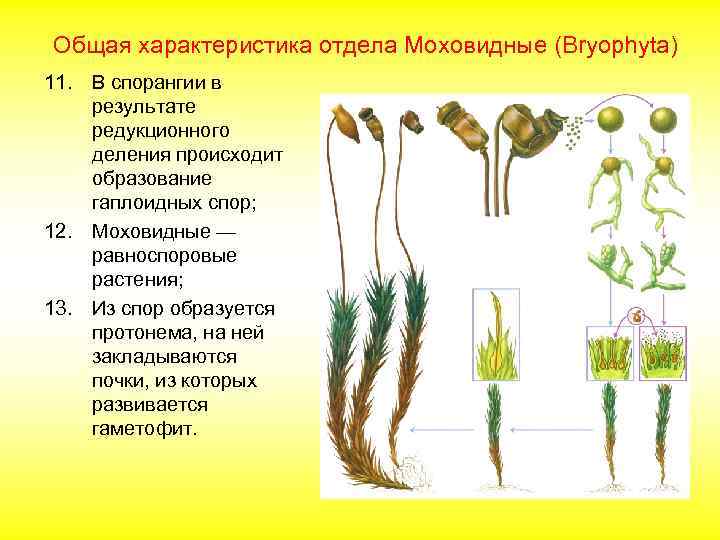 Общая характеристика отдела Моховидные (Bryophyta) 11. В спорангии в результате редукционного деления происходит образование