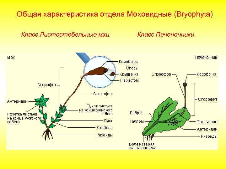 Общая характеристика отдела Моховидные (Bryophyta) Класс Листостебельные мхи. Класс Печеночники. 