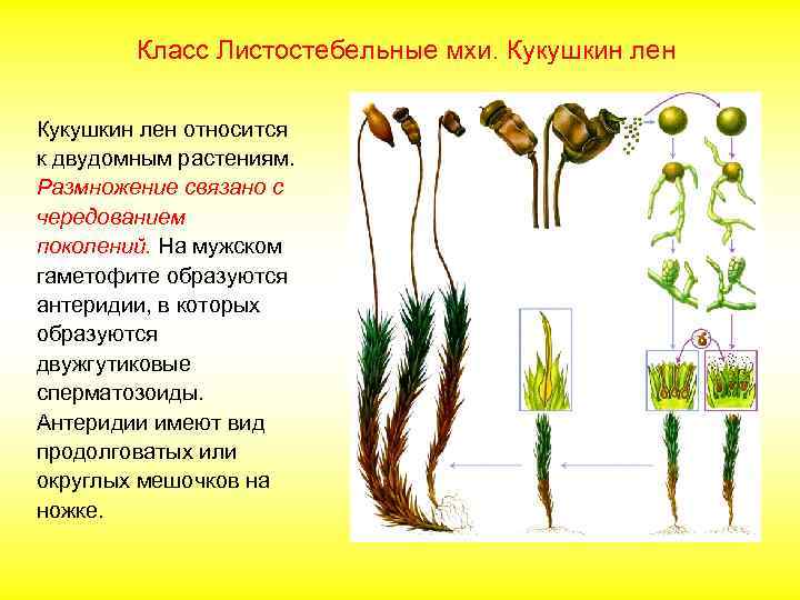 Класс Листостебельные мхи. Кукушкин лен относится к двудомным растениям. Размножение связано с чередованием поколений.