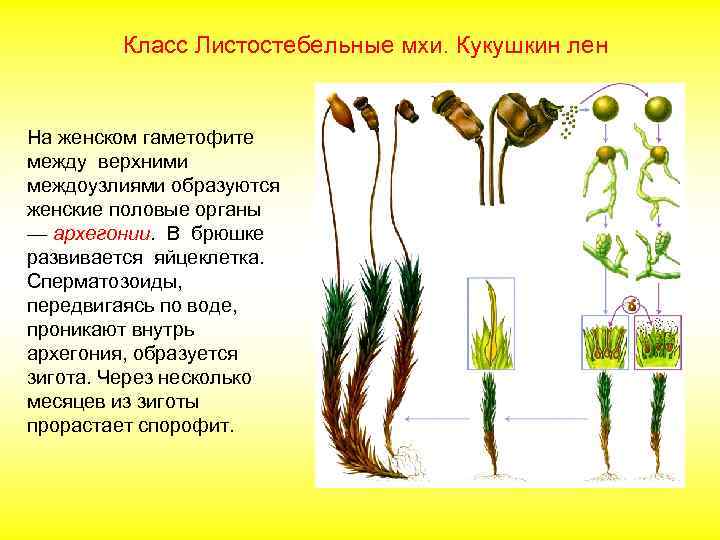 Класс Листостебельные мхи. Кукушкин лен На женском гаметофите между верхними междоузлиями образуются женские половые