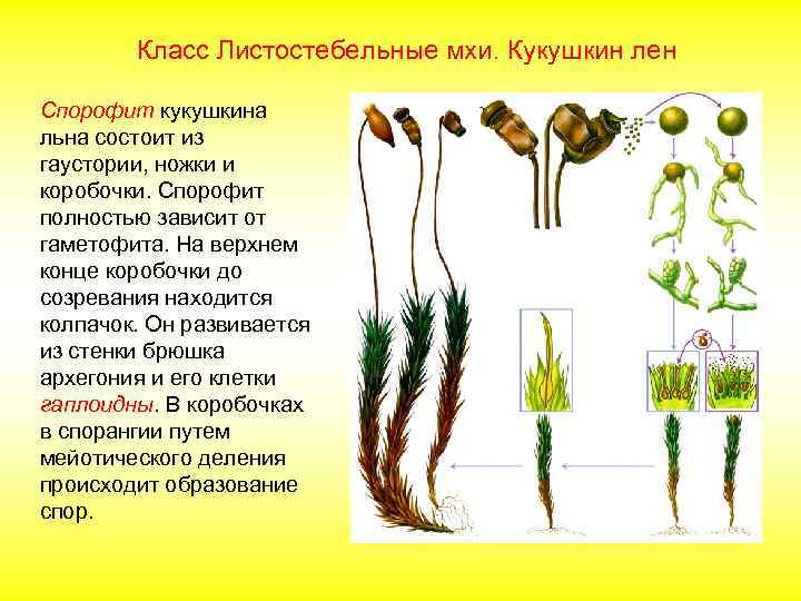 Цикл развития мха кукушкин лен схема