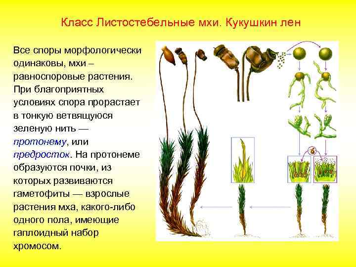 Класс Листостебельные мхи. Кукушкин лен Все споры морфологически одинаковы, мхи – равноспоровые растения. При
