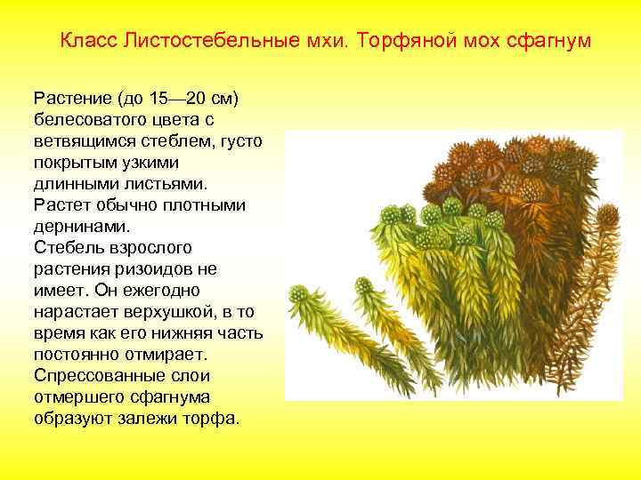 Класс Листостебельные мхи. Торфяной мох сфагнум Растение (до 15— 20 см) белесоватого цвета с