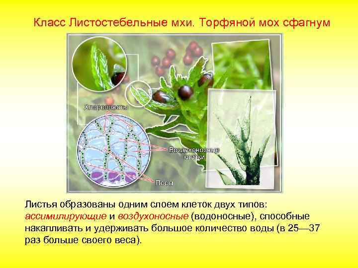 Класс Листостебельные мхи. Торфяной мох сфагнум Листья образованы одним слоем клеток двух типов: ассимилирующие