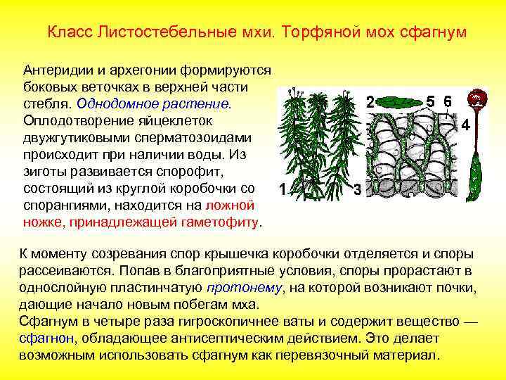 Класс Листостебельные мхи. Торфяной мох сфагнум Антеридии и архегонии формируются боковых веточках в верхней