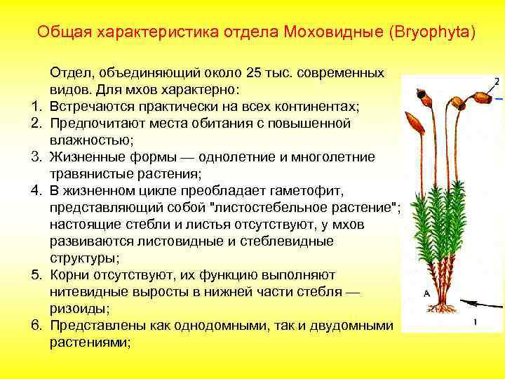 Общая характеристика отдела Моховидные (Bryophyta) 1. 2. 3. 4. 5. 6. Отдел, объединяющий около
