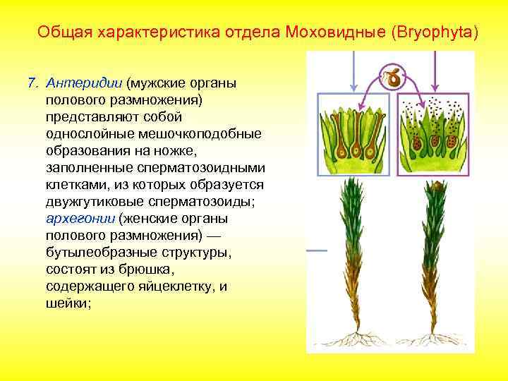Общая характеристика отдела Моховидные (Bryophyta) 7. Антеридии (мужские органы полового размножения) представляют собой однослойные