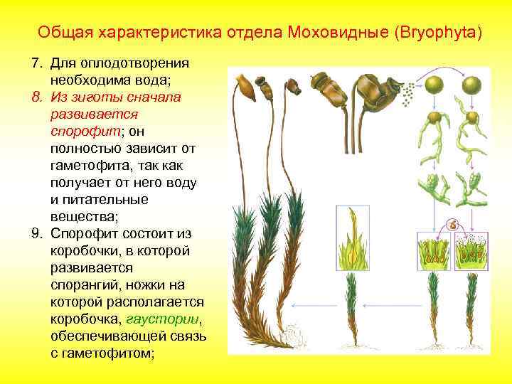 Общая характеристика отдела Моховидные (Bryophyta) 7. Для оплодотворения необходима вода; 8. Из зиготы сначала