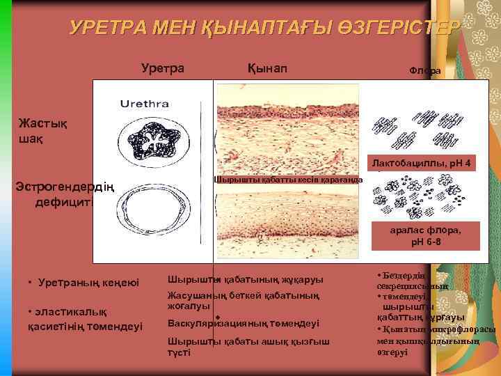 УРЕТРА МЕН ҚЫНАПТАҒЫ ӨЗГЕРІСТЕР Уретра Қынап Флора Жастық шақ Лактобациллы, р. Н 4 Эстрогендердің