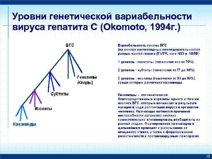 Уровни генетической вариабельности вируса гепатита С (Okomoto, 1994 г. ) 10 