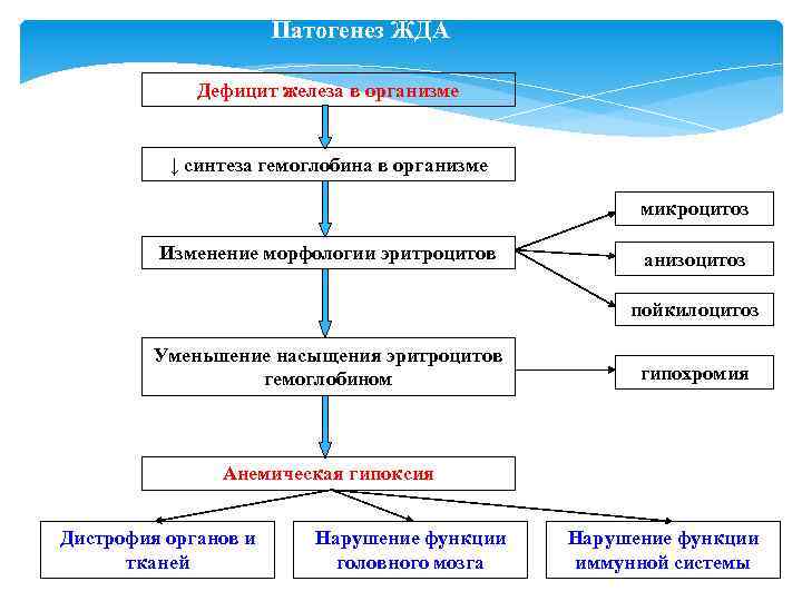 Патогенез ЖДА Дефицит железа в организме ↓ синтеза гемоглобина в организме микроцитоз Изменение морфологии