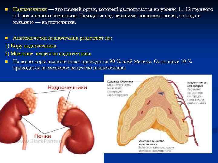 n Надпочечники — это парный орган, который располагается на уровне 11 -12 грудного и