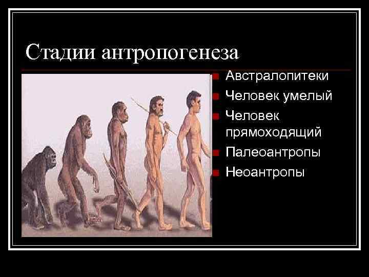 Стадии антропогенеза n n n Австралопитеки Человек умелый Человек прямоходящий Палеоантропы Неоантропы 