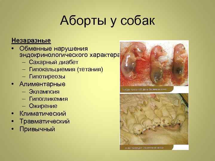 Аборты у собак Незаразные • Обменные нарушения эндокринологического характера: – Сахарный диабет – Гипокальциемия