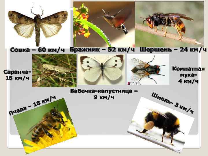 Совка – 60 км/ч Бражник – 52 км/ч Шершень – 24 км/ч Комнатная муха