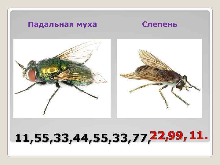 Падальная муха Слепень 11, 55, 33, 44, 55, 33, 77, 22, 99, 11. 