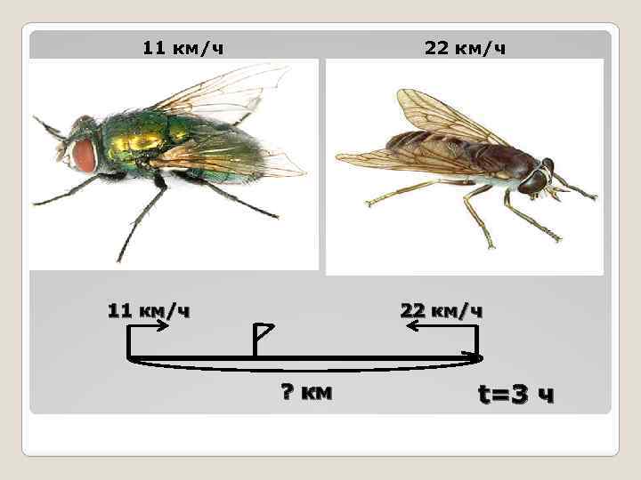 11 км/ч 22 км/ч ? км t =3 ч 
