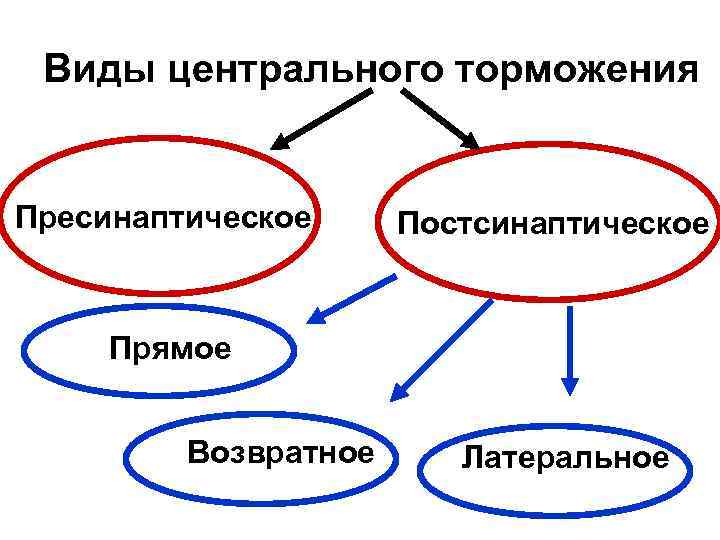 Виды центрального торможения Пресинаптическое Постсинаптическое Прямое Возвратное Латеральное 