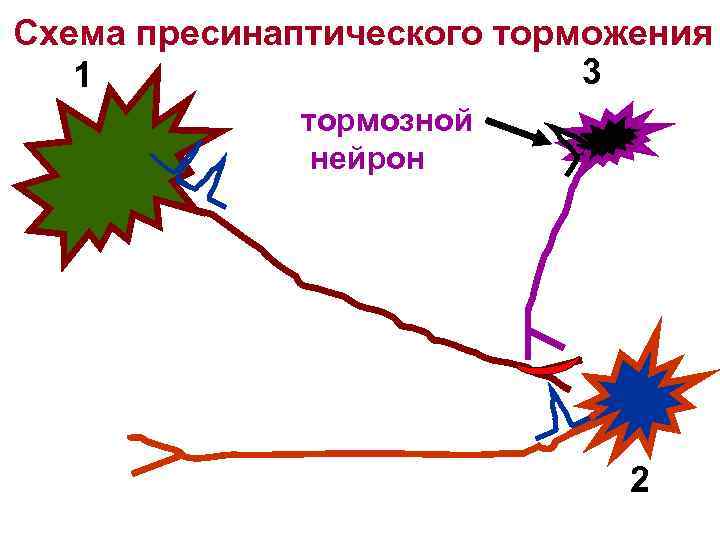 Схема пресинаптического торможения 3 1 тормозной нейрон 2 