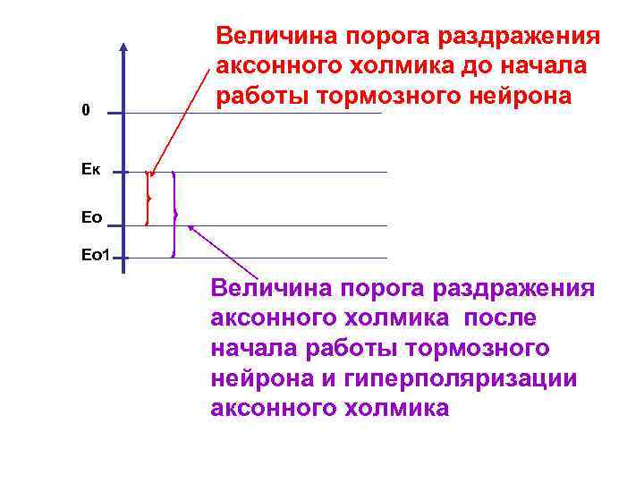 0 Величина порога раздражения аксонного холмика до начала работы тормозного нейрона Ек Ео Ео
