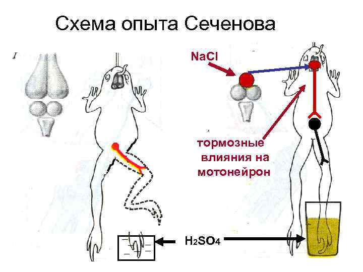 Схема опыта Сеченова Na. Cl тормозные влияния на мотонейрон Н 2 SO 4 