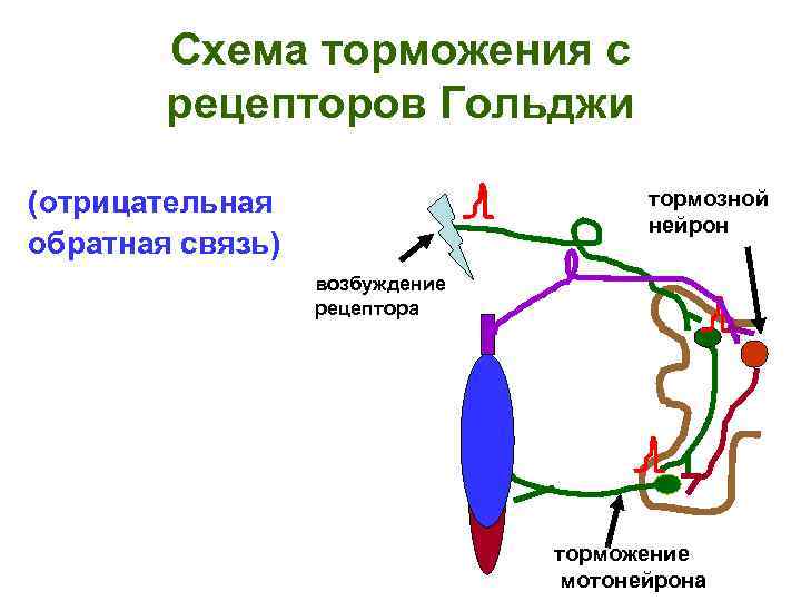 Схема торможения с рецепторов Гольджи (отрицательная обратная связь) тормозной нейрон возбуждение рецептора торможение мотонейрона