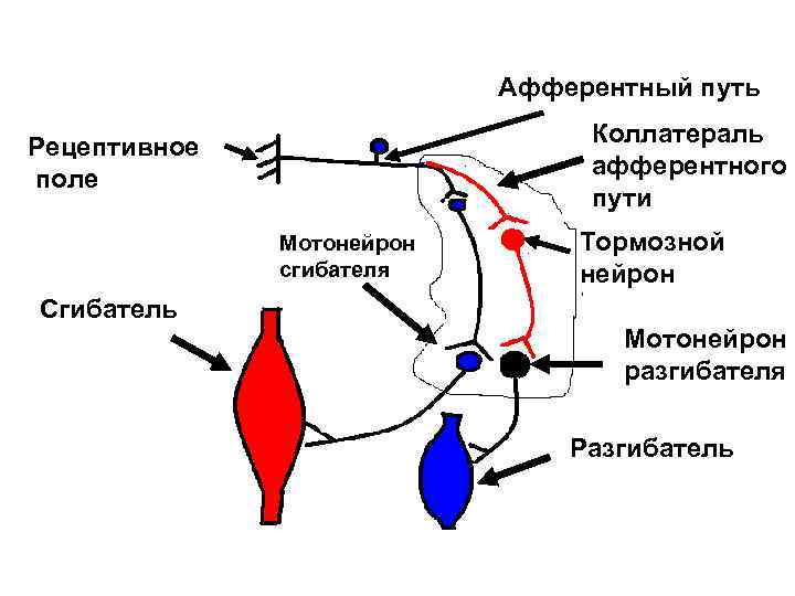 Афферентный путь Коллатераль афферентного пути Рецептивное поле Мотонейрон сгибателя Тормозной нейрон Сгибатель Мотонейрон разгибателя