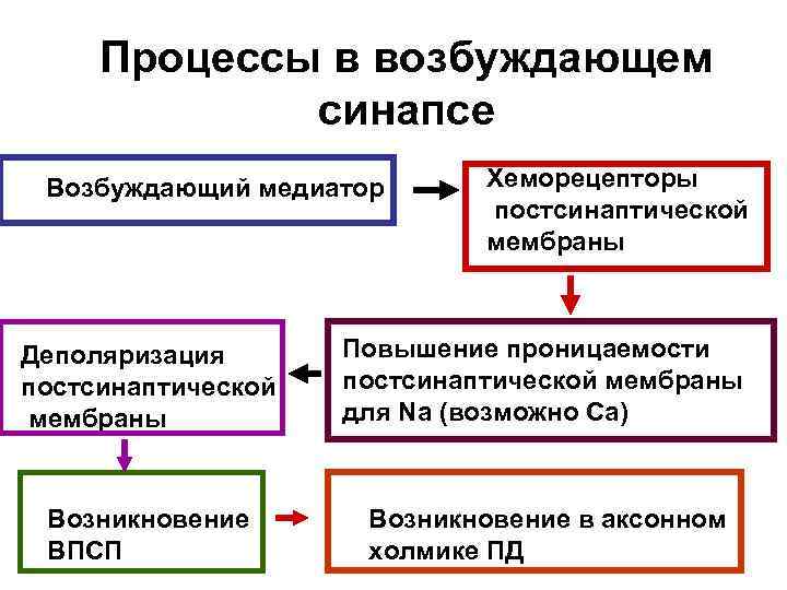 Процессы в возбуждающем синапсе Возбуждающий медиатор Хеморецепторы постсинаптической мембраны Деполяризация постсинаптической мембраны Повышение проницаемости