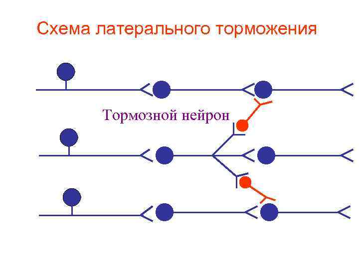 Схема латерального торможения Тормозной нейрон 