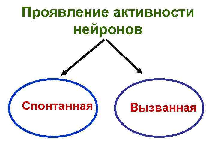 Проявление активности нейронов Спонтанная Вызванная 