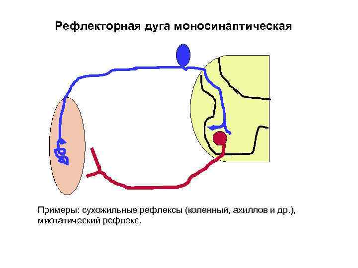 Рефлекторная дуга моносинаптическая Примеры: сухожильные рефлексы (коленный, ахиллов и др. ), миотатический рефлекс. 