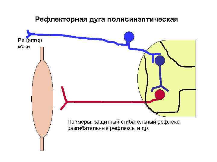 Рефлекторная дуга полисинаптическая Рецептор кожи Примеры: защитный сгибательный рефлекс, разгибательные рефлексы и др. 