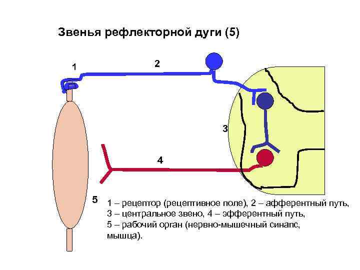 Звенья рефлекторной дуги (5) 1 2 3 4 5 1 – рецептор (рецептивное поле),