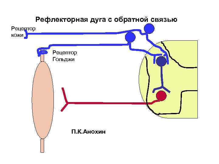Рефлекторная дуга с обратной связью Рецептор кожи Рецептор Гольджи П. К. Анохин 