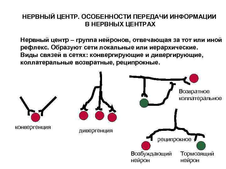 НЕРВНЫЙ ЦЕНТР. ОСОБЕННОСТИ ПЕРЕДАЧИ ИНФОРМАЦИИ В НЕРВНЫХ ЦЕНТРАХ Нервный центр – группа нейронов, отвечающая