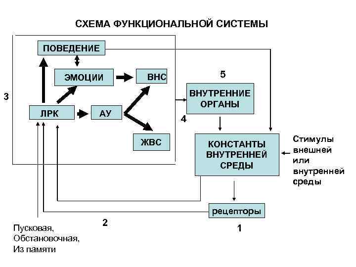 СХЕМА ФУНКЦИОНАЛЬНОЙ СИСТЕМЫ ПОВЕДЕНИЕ ЭМОЦИИ 5 ВНС ВНУТРЕННИЕ ОРГАНЫ 3 ЛРК АУ 4 ЖВС