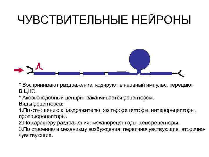 ЧУВСТВИТЕЛЬНЫЕ НЕЙРОНЫ * Воспринимают раздражение, кодируют в нервный импульс, передают В ЦНС. * Аксоноподобный